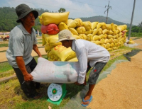 Hạ giá, Việt Nam trúng thầu bán gạo cho Philippines