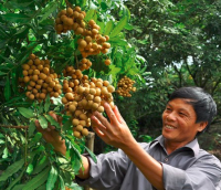 "Vựa nhãn" Sơn La và những ngôi biệt thự tiền tỷ